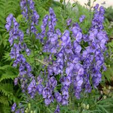 Aconitum Fischeri Walters Gardens Inc