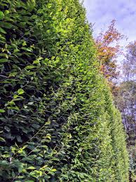By privacy plants we mean any type of plant which can be used to create dividers or to gain privacy for decks and any space in general. Pruning My Hornbeam Hedge The Martha Stewart Blog