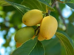 Image result for Berchemia discolor