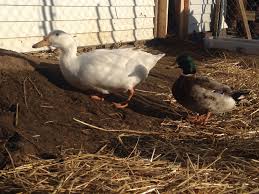 Maybe you would like to learn more about one of these? Pekin Or Jumbo Pekin Backyard Chickens Learn How To Raise Chickens