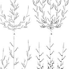 Image result for Enneapogon pretoriensis