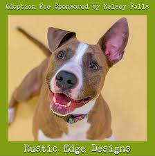 What is the difference between adopting a dog, adopting a cat, adopting a kitten or adopting a puppy versus getting dogs for sale, cats for sale, puppies for sale or kittens for sale from a dog. Adoption Dogs