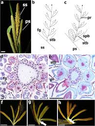 Image result for Hypolytrum goetghebeur