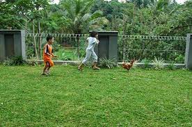 Salah Satu Aktivitas Yang Disukai Anak Anak Saat Masih Kecil Setiap Kali Pulang Kampung Yaitu Mengejar Ayam Biasanya 2 Ekor Ay Halaman Samping Instagram Kayak