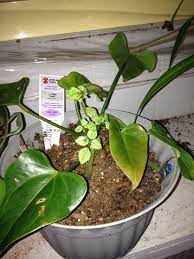 Anthurium And Moon Valley Friendship Plant Plants Anthurium Horticulturist