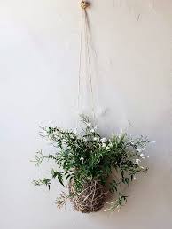 Small flowering indoor plants uk. How To Grow Jasmine Indoors The Joy Of Plants