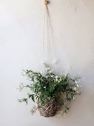 Trachelospermum jasminoides is a species of flowering plant in the family apocynaceae, native to eastern and southeastern asia (japan, korea, southern china and vietnam). How To Grow Jasmine Indoors The Joy Of Plants