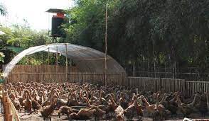 Beberapa model kandang bebek / itik yang biasa dipakai di antaranya kandang boks, kandang ren, kandang postal, kandang baterai, kombinasi kandang dengan kolam. Pemilihan Lokasi Kandang Itik Poultryshop Indonesia