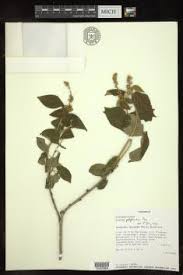 Image result for Croton polytrichus