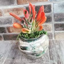 39 Really Beautiful Kalanchoe Varieties In 2020 Kalanchoe Blossfeldiana Christmas Tree Plant Long Lasting Flower
