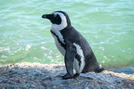 The hotter the african penguin gets, the more blood is like many other penguin species, african penguins are incredibly sociable birds, with adults forming pair bonds that last for life (as long as 10 years). How To Swim With Penguins At Boulders Beach Cape Town