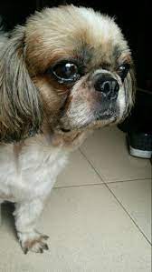 Check spelling or type a new query. Pet Pick Up And Drop Off Transport Taxi At Makati Or Pasay Pasay Metro Manila Jing Pet Service Petbacker