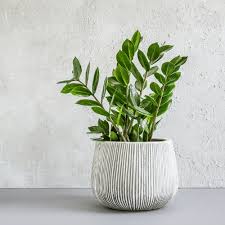 Image result for Zamiokulkas Zamioculcas