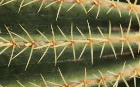 Son mari lui enlève les épines de cactus plantées dans la poitrine. Pourquoi Les Epines De Cactus Sont Elles Si Difficiles A Enlever