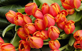 Dreamstime is the world`s largest. 50 Beautiful Free Hd Flower Wallpapers Designmaz