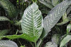 Picture Of Diffenbachia Amoena Plant Plants Planting Flowers Flower Pictures