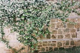Molte di queste piante da giardino sempreverdi ti offrono anche una splendida. 10 Piante Rampicanti Con Fiori Fito