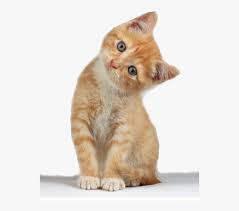 For your convenience, there is a search service on the main page of the site that would help you find images similar to cat and kitten clipart with nescessary type and size. Cute Cat Transparent Online