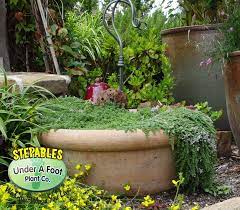 Elfin Thyme Plants Thymus Serpyllum
