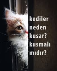 kediler neden kusar kusmali midir 10 soruda cevapladik dorukgiller
