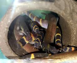 These gorgeous bettas would be a wonderful addition to any home. Awesome Loach Pile Photo By Kasey Clark Of Prism Bettas I Need This Many Loaches