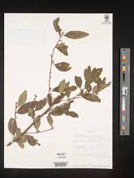 Image result for Gymnosporia pubescens