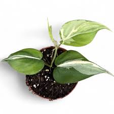 Image result for Pilea bambuseti