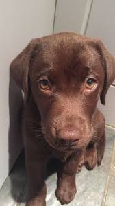 Henry county, liberty center, oh id: 900 Petango Ideas Pets Dog Adoption Dogs