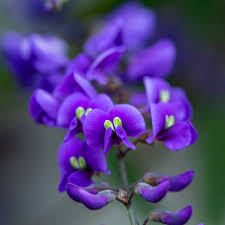 Image result for Hardenbergia comptoniana