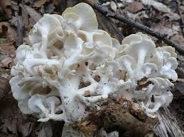 Image result for Polyporus pendulus