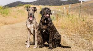 Maybe you would like to learn more about one of these? Great Dane Vs English Mastiff Differences And Similarities