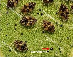 Primaria municipiului targoviste, prin directia de salubritate, a desfasurat noaptea trecuta acțiuni de combatere a insectei denumite ˮtigrul platanuluiˮ. Tigrul Platanului Corythucha Ciliata Combatere Horticultorul Ro