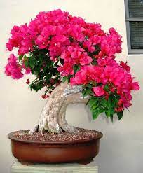 The trees shown in this category are all flowering bonsai trees of different varieties and some may fruit as well. Bonsai Tree Bonsai Flower Bonsai Trees For Sale Bougainvillea Bonsai