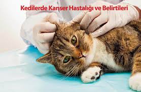 Kedilerde Kanser Ve Belirtileri Pet Ihtiyac Blog Ogrenelim
