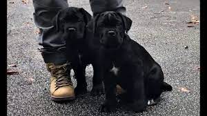 Cane corsos are quiet, loving, and very caring for their. Our Beautiful Jet Black Cane Corso Puppies Youtube