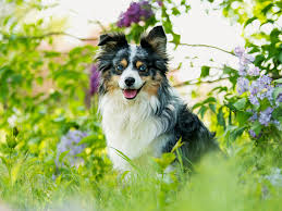 Mini aussie puppies in oregon, toy aussies, mini toy australian shepherd puppies for sale toy aussies mini aussies toy we strive to produce top quality pups with excellent and outstanding conformation. Mini Australian Shepherd Puppies For Sale Phoenix Tucson Az