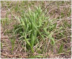 Image result for Urochloa umbellata