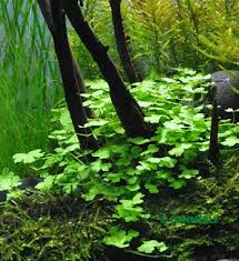 Image result for Hydrocotyle