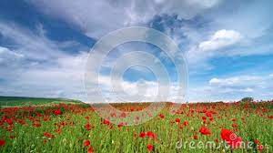 Check spelling or type a new query. Video Of Spring Forest Raining Flowers Stock Footage Video Of Fresh Gardening 38467494
