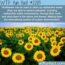 Wtf Facts Funny Interesting Weird Facts Sunflower Fields Plants Sunflower