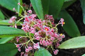 Image result for Begonia longipetiolata