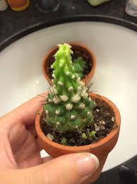 Soutenez le journalisme d'investigation et une rédaction indépendante. Quand Un Cactus Manque De Lumiere Jardinier Paresseux