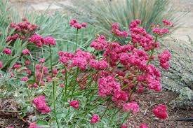 Image result for Eriospermum roseum