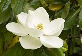 The Prettiest White Flowers For Your Garden Magnolia Flower Little Gem Magnolia Tree Magnolia Pictures