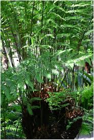 Image result for Todea