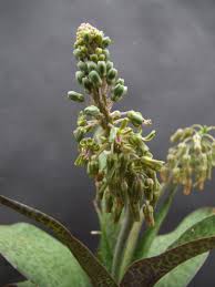 Image result for Ledebouria revoluta