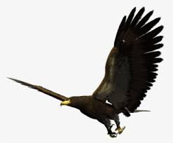 Flying Eagle Png Image Free Download Flying Eagle Clipart Gif Transparent Png Kindpng Including transparent png clip art, cartoon, icon, logo, silhouette, watercolors, outlines, etc. flying eagle png image free download