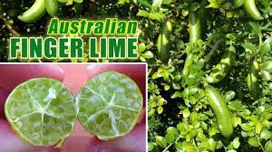 Now there are tiny buds on. Australian Finger Lime Growing Citrus In Containers Youtube