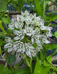 Image result for Marsdenia cynanchoides