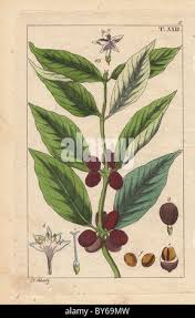Image result for Coffea schliebenii